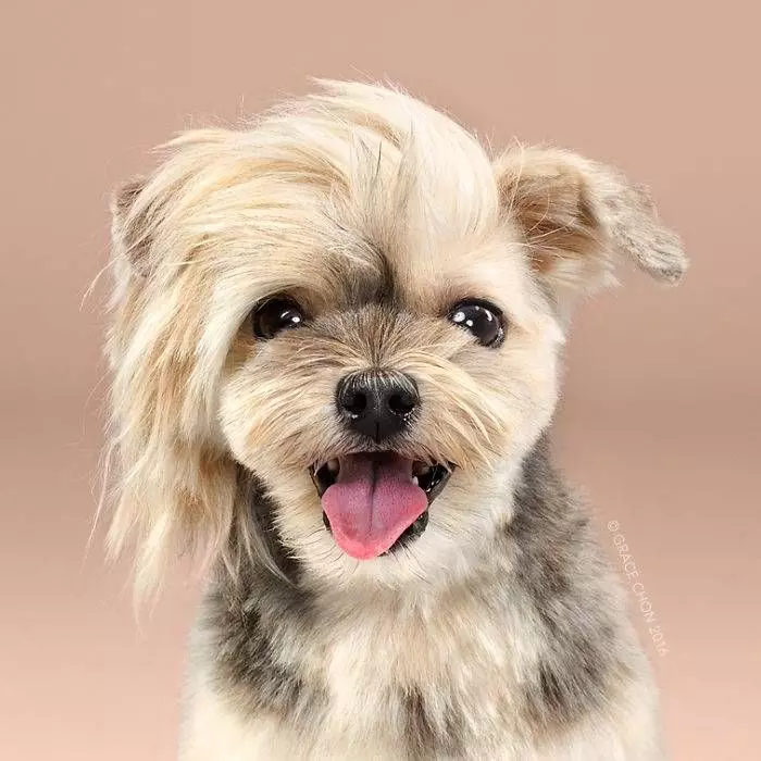 髮型真的好重要　16張理毛後「立刻變型犬」的汪汪對比照