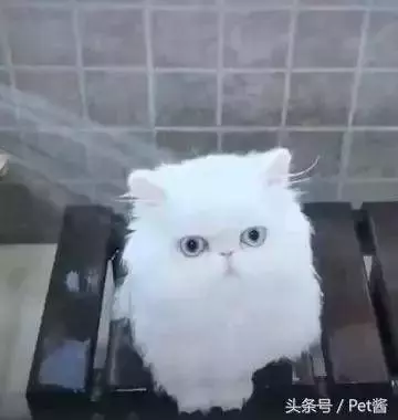 小貓咪「第一次洗澡」完全不反抗　主動靠近蓮蓬頭：噢...洗啊