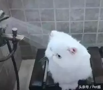 小貓咪「第一次洗澡」完全不反抗　主動靠近蓮蓬頭：噢...洗啊