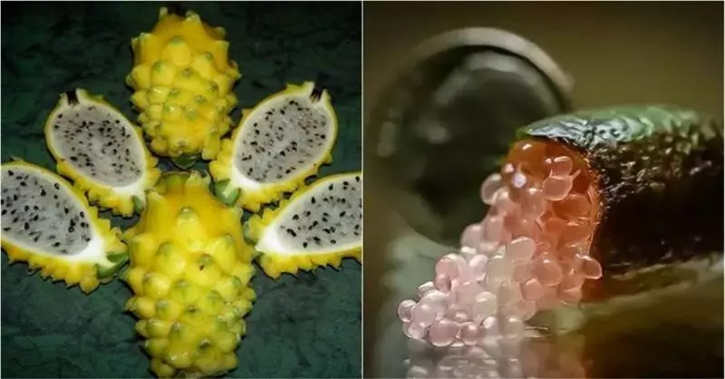 世界上最貴的10種水果，普通人都沒見過，吃過5種以上絕對是富豪 XD