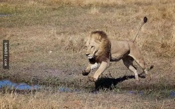 它就是「進化成雄獅模樣」的超MAN母獅子，經過研究後證明未來的動物世界會更精彩啊