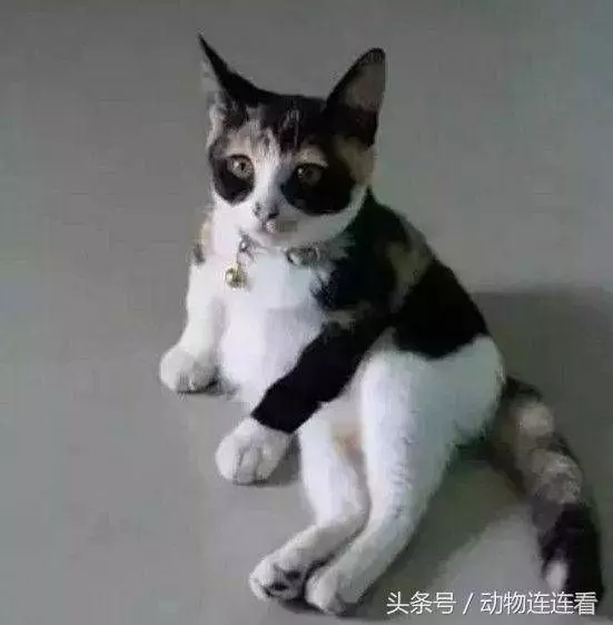 羨慕朋友領養的貓「背影好優雅」　一看它轉頭卻笑噴：熊貓你親戚？